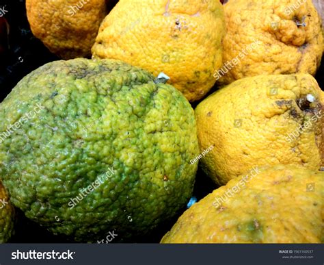 Group Loose Bulk Tropical Jamaican Tangelo Stock Photo 1561160537 ...