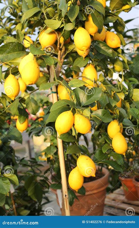 Limoni Maturi Gialli Nell Albero Del Frutteto Fotografia Stock