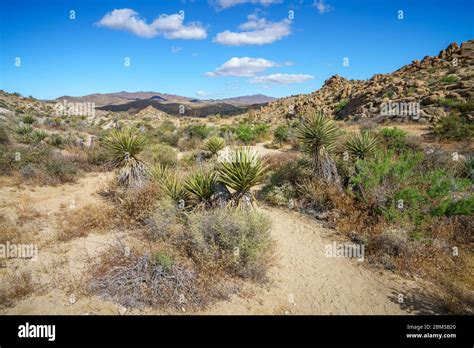 Hiking The Lost Palms Oasis Trail In Joshua Tree National Park