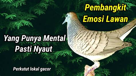 Perkutut Lokal Gacor Pembangkit Emosi Lawan Pancingan Perkutut Lokal