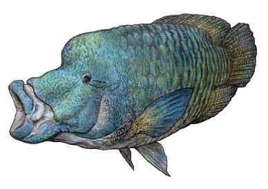 The Humphead wrasse, Cheilinus undulatus (1835)... - The Evolution of ...