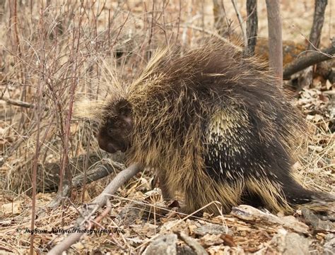 Ingham Nature Photography Inc What Is A Group Of Porcupines Called