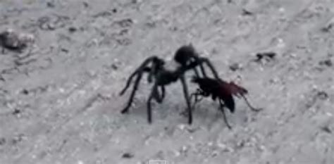 Tarantula Vs Giant Wasp In Fight Caught On Camera