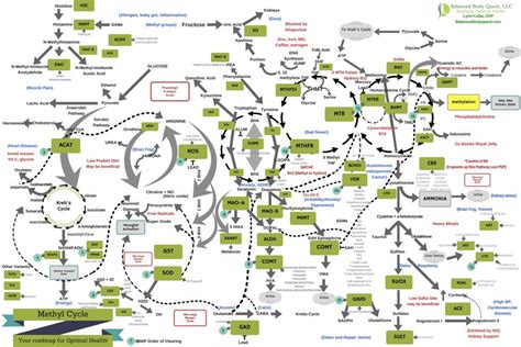 methylation cycle balancing balanced body quest