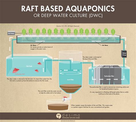 Raft Based Aquaponics Or Otherwise Known As Deep Water Culture Dwc