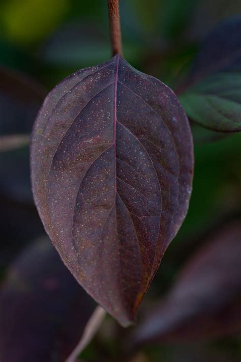 Grey Dogwood - Woody Warehouse Nursery, Inc. - Lizton, IN