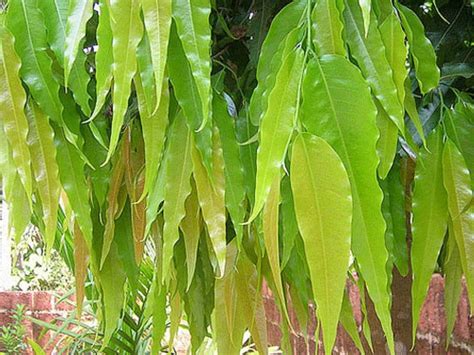 Never Let These 5 Plants Dry In The House घर में कभी न सूखने दें ये 5