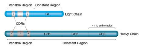 What are Antibodies? | Bio-Rad