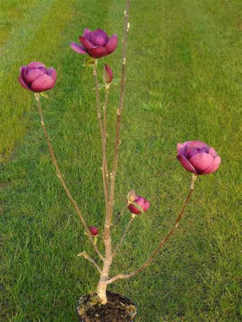Magnolie "Black Tulip" - Magnolia "Black Tulip" | Hecken-Direkt.de