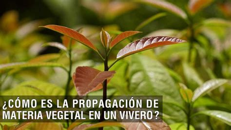 C Mo Es La Propagaci N De Materia Vegetal En Un Vivero Tvagro Por Juan