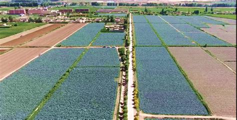 从田间地头出发在世界餐桌相遇 张掖临泽打好蔬菜王牌凤凰网甘肃凤凰网