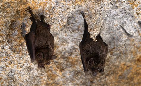 Les Chauves Souris Peuvent Se Prendre Dans Mes Cheveux Vrai Ou Faux