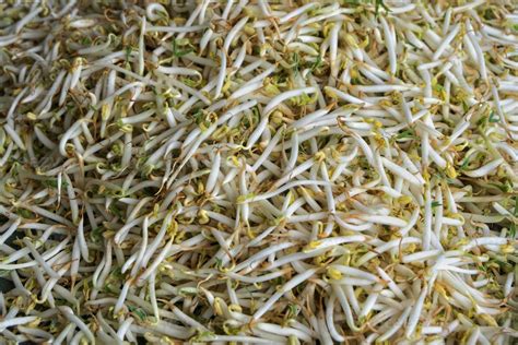 Cerca de brotes de frijol mungo o soja 12738167 Foto de stock en Vecteezy