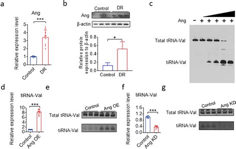 tiRNA Val promotes angiogenesis via Sirt1Hif 1α axis in mice with