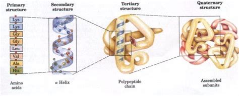 17 Best images about Protein structure on Pinterest | Polymers, The area and Gene therapy