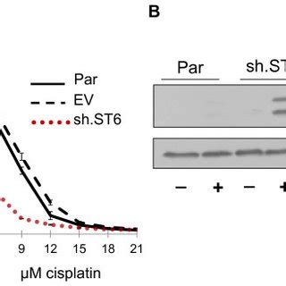 Shrna Mediated St Gal I Knockdown Sensitizes Pa Cells To