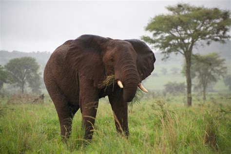 Premium Photo | Elephant feeding