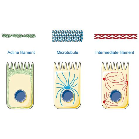 Cytoskeleton Vector