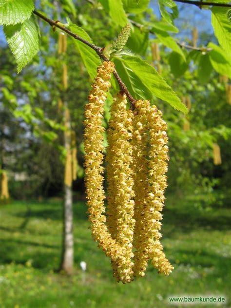 Zucker-Birke (Betula lenta): Blüten bestimmen - Zucker-Birke