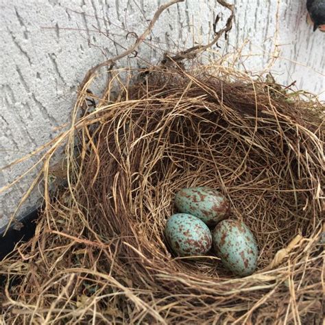 Free Images Branch Bird Nest Eggs Nest Egg Perching Bird