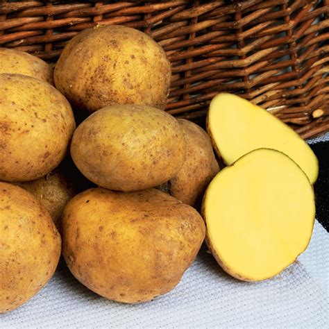 Картофель Джелли Описание Сорта Фото Отзывы – Telegraph