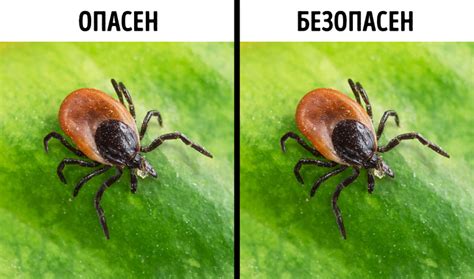Какую опасность таят в себе клещи? - Всё про колли