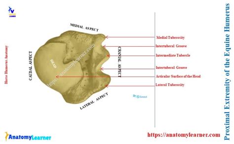 Horse Humerus Bone Anatomylearner Veterinary Anatomy Study Guide