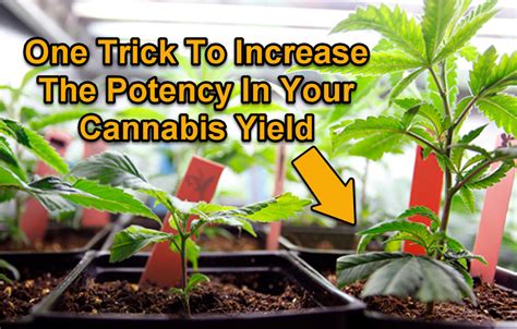 One Trick To Increase The Potency In Your Cannabis Yield