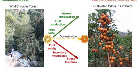 Figure 1 From Genomic Insights Into Citrus Domestication And Its