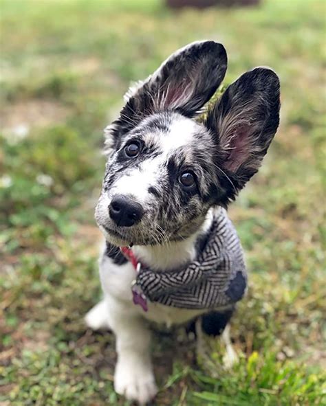13 Border Collie Mixes That Blend Beauty and Brains