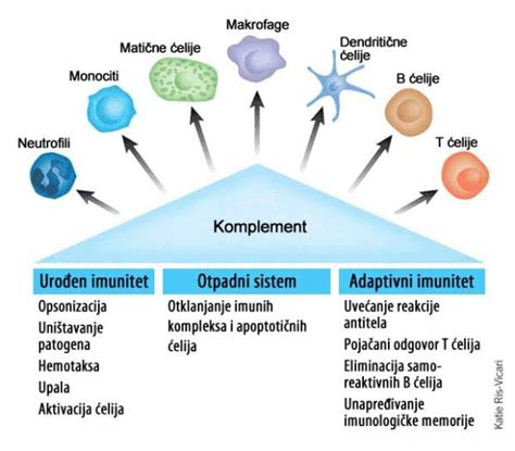 Kako funkcioniše naš imunološki sistem Moj imunitet