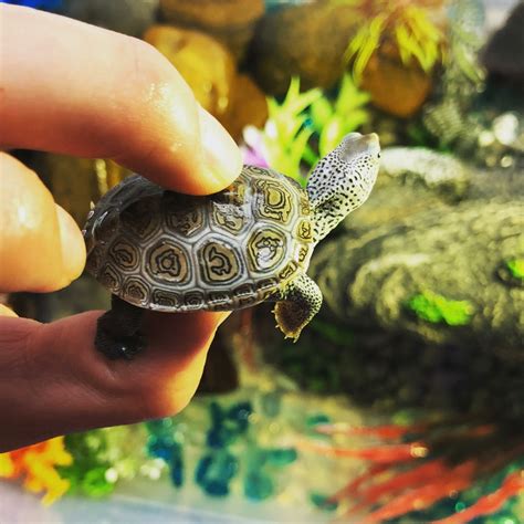 Diamondback Terrapin Size Diamondback Terrapin Length