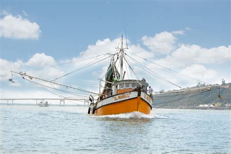 Actualizan períodos de veda de camarón en el Golfo de México y el mar