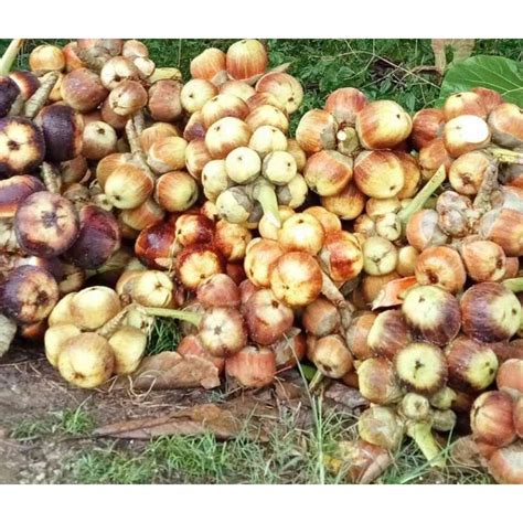 Jual Buah Lontar Siwalan Asli Khas Tuban Paket Biji Reseller Perbiji