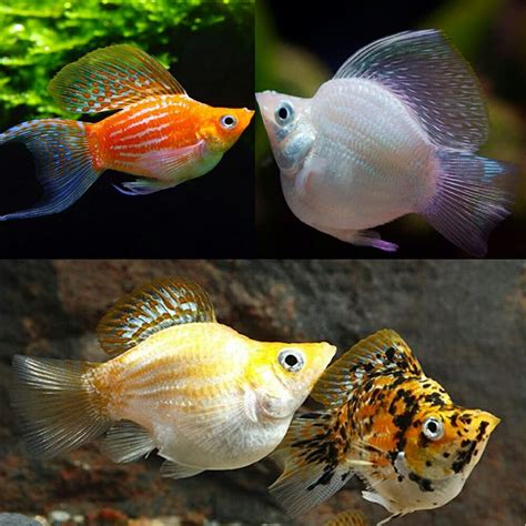 balloon molly balloon molly fish  res stock photography  images