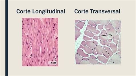 Histo Primero Tejido Muscular Pptx