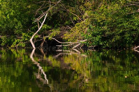 Dead Trees And Branches In The Water Stock Photo Image Of Landscape