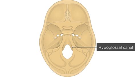 Fissures Foramina And Markings Of The Base Of The Skull Getbodysmart