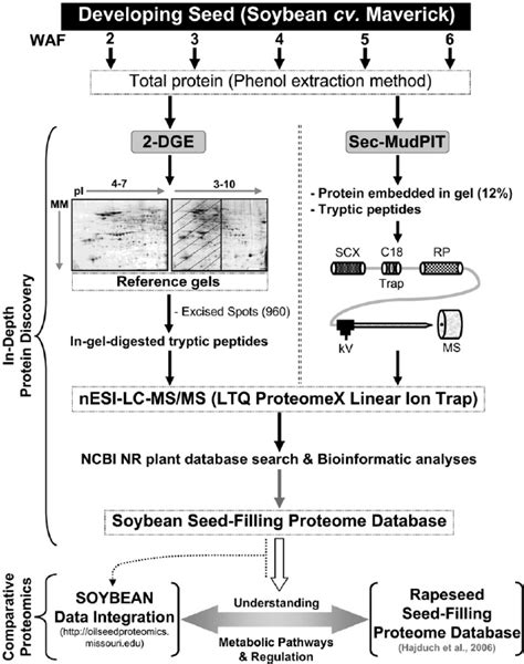 Schematic Illustration Of Proteomics Strategy Includes Establishment Of