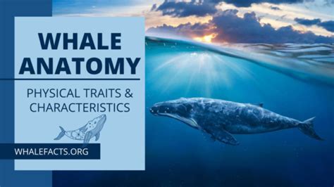 Whale Anatomy | Characteristics and Traits | Whale Facts