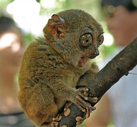 Fascinated tarsier - Funny pictures of animals