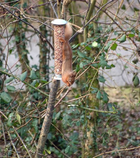 Irish Red Squirrel Stock Photos, Pictures & Royalty-Free Images - iStock