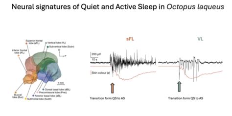 Evolution Of Sleep Flashcards Quizlet