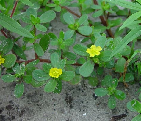 Portulaca Oleracea - Only Foods