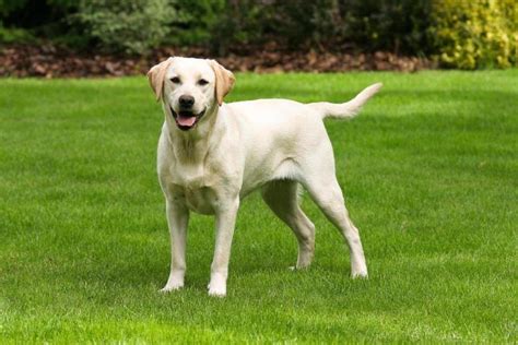 Informasi Ras Anjing Labrador Retriever AnjingPedia