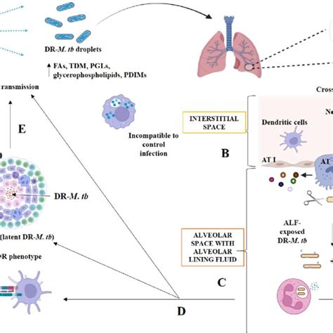 Interactions Between Drug Resistant Mycobacterium Tuberculosis And The