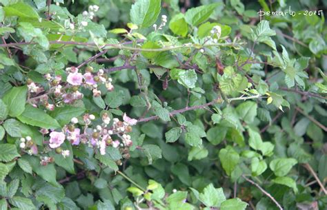 Plantas De Murcia Rubus Ulmifolius Zarzamora Muy Extendida Por La