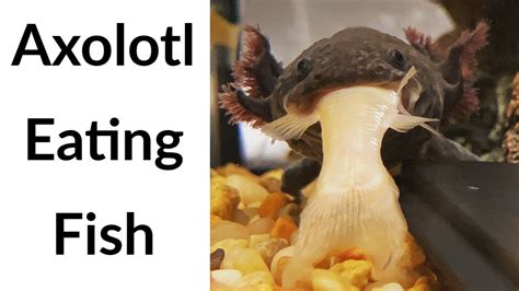 Black Axolotl Eating Feeder Fish Axolotl Feeding Time Youtube