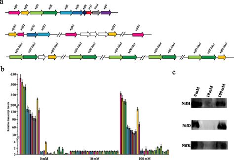 The Nif Gene Expression Of P Sabinae T27 Grown Anaerobically Under 0