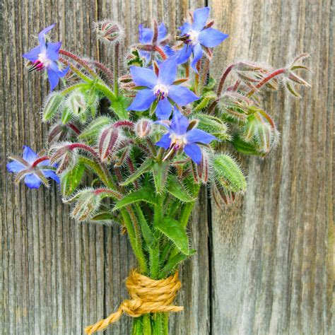 Borage Seeds | Herb Seeds in Packets & Bulk | Eden Brothers
